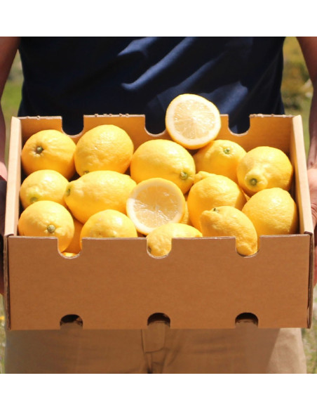 Acheter des Citrons en Ligne | Citrons Frais Directement du Champ