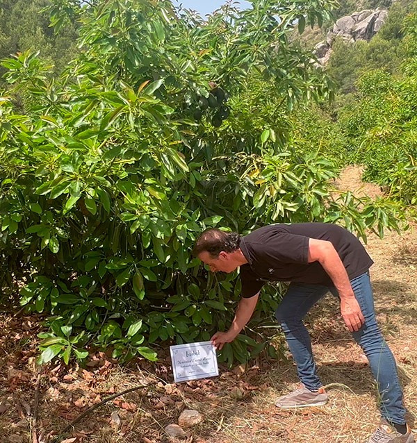 Parraine un arbre d avocat