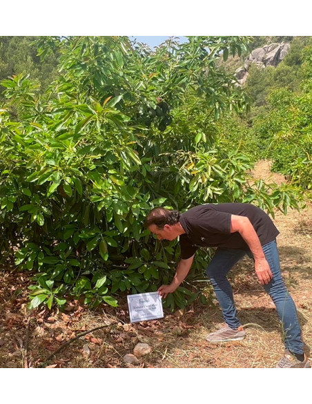 Parraine un arbre d avocat