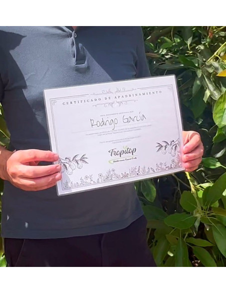 Sponsor an Avocado Tree