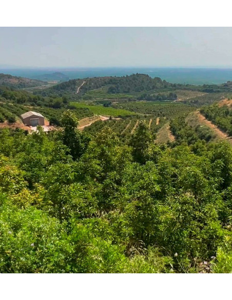 Apadrinhe uma árvore de abacate