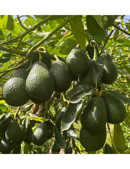 Patenschaft für einen Avocado-Baum