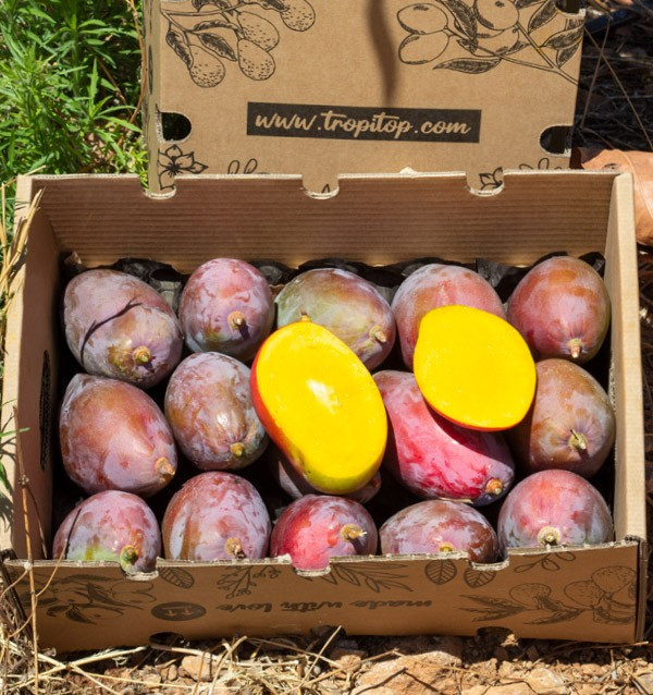 Buy mangoes online | The best selection of Fresh Mangos