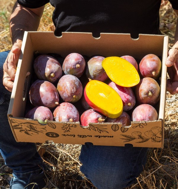 Mangos Online Kaufen | Die Beste Auswahl an Frischen Mangos