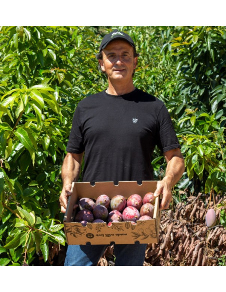 Buy mangoes online | The best selection of Fresh Mangos