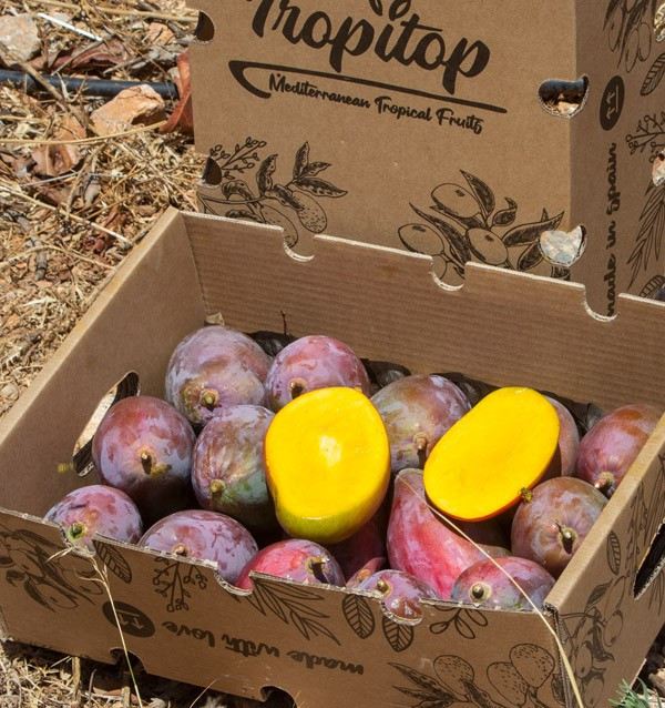 Buy mangoes online | The best selection of Fresh Mangos