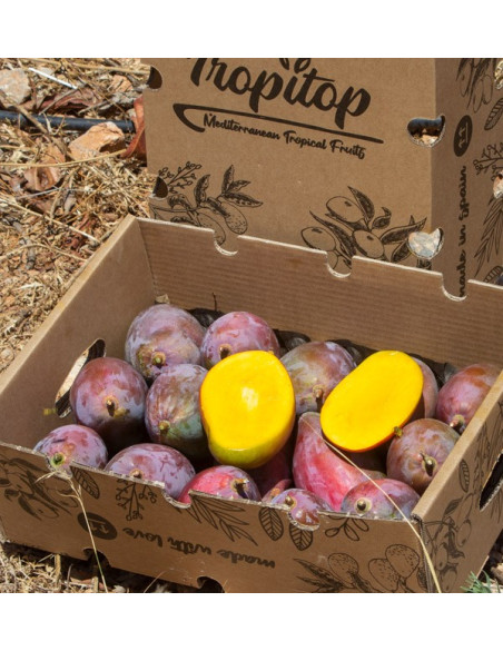 Buy mangoes online | The best selection of Fresh Mangos