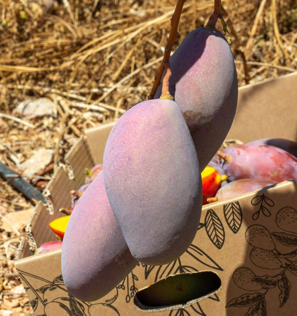 Buy mangoes online | The best selection of Fresh Mangos