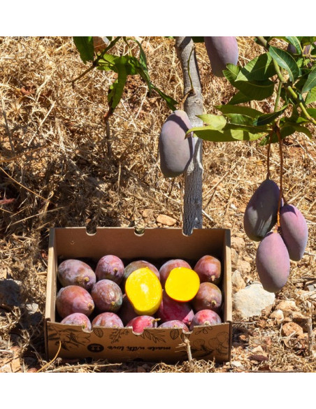 Buy mangoes online | The best selection of Fresh Mangos