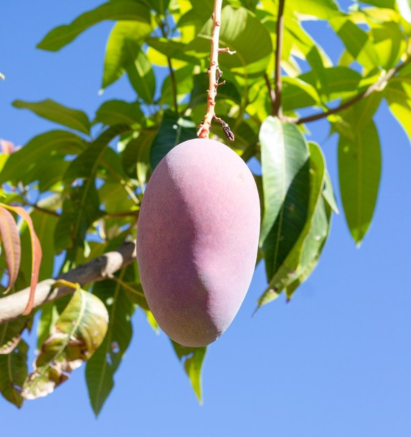 Mangos Online Kaufen | Die Beste Auswahl an Frischen Mangos