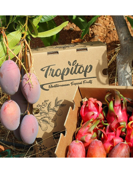 Acheter Pitaya et mangue au meilleur prix