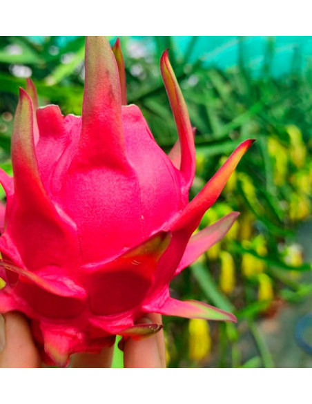 Acheter Pitaya et mangue au meilleur prix