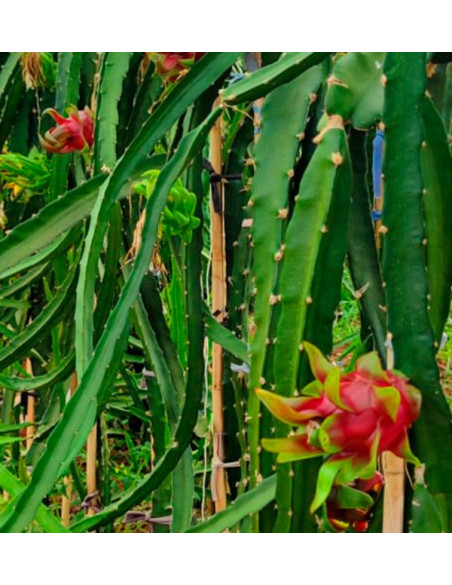 Comprar Pitahayas y Mangos