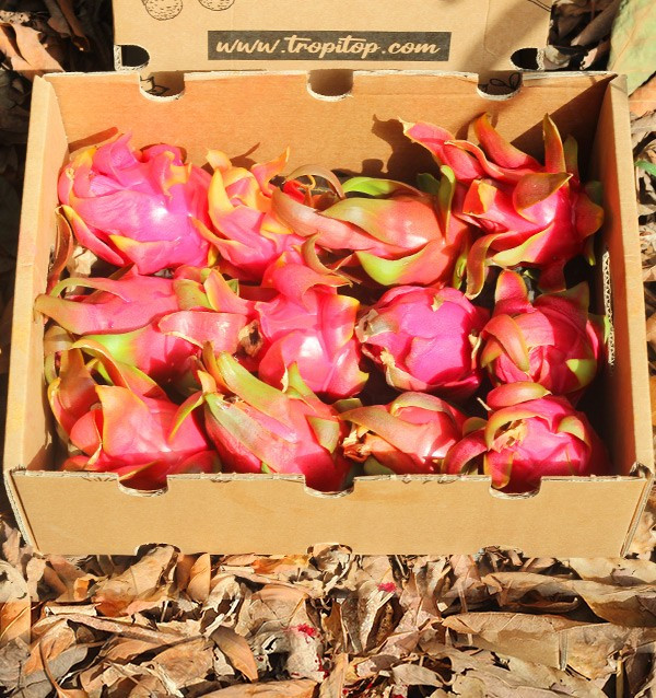 Acquista Pitahaya Online | Gusto Esotico Direttamente a Casa Tua