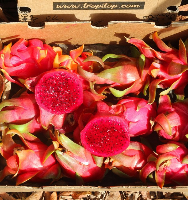 Comprar Pitahayas Online | Fruta del dragón fresca y llena de sabor