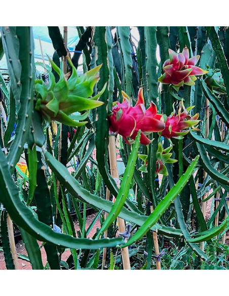 Acquista Pitahaya Online | Gusto Esotico Direttamente a Casa Tua