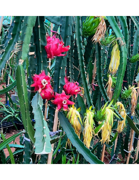 Acquista Pitahaya Online | Gusto Esotico Direttamente a Casa Tua