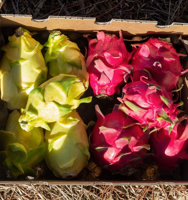 Comprar Pitahayas Online | Fruta del dragón fresca y llena de sabor