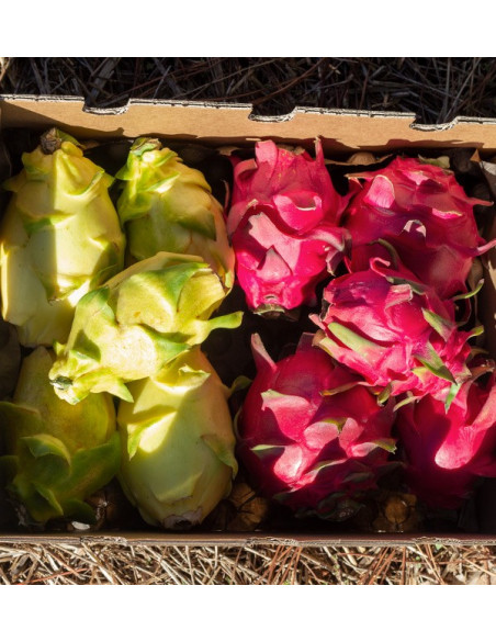Comprar Pitahayas Online | Fruta del dragón fresca y llena de sabor
