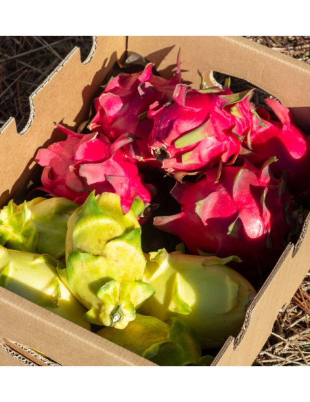 Acquista Pitahaya Online | Gusto Esotico Direttamente a Casa Tua