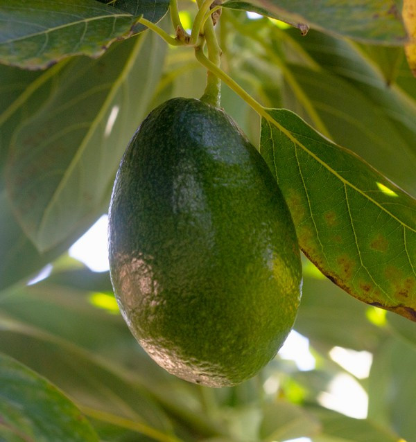 Acquistare Avocado a Buccia Liscia | Frutta Tropicale Online su Tropitop
