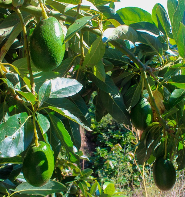 Acquistare Avocado a Buccia Liscia | Frutta Tropicale Online su Tropitop