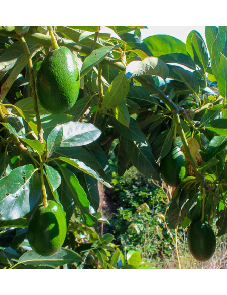 Acquistare Avocado a Buccia Liscia | Frutta Tropicale Online su Tropitop