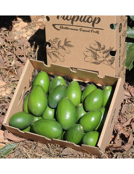 Comprar Aguacates Piel Lisa | Fruta Tropical Online en Tropitop