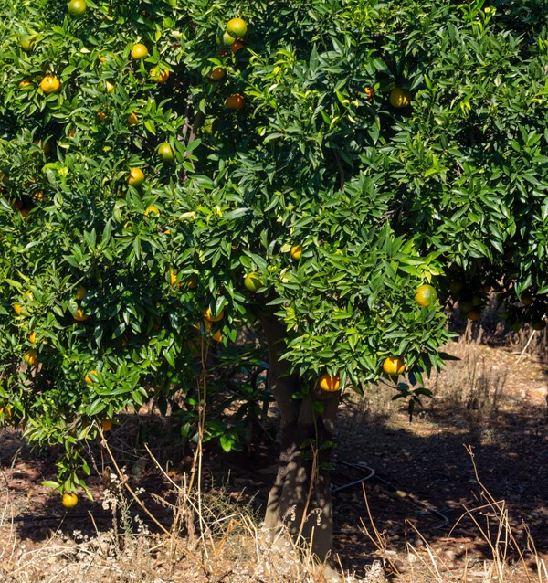 High-Quality Clementine Mandarins | Buy Mandarins online now