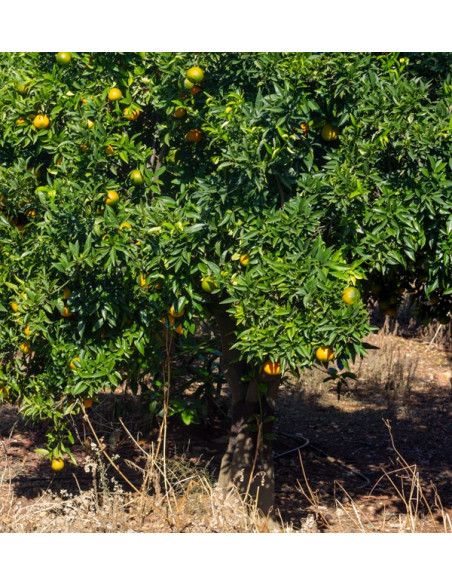 High-Quality Clementine Mandarins | Buy Mandarins online now