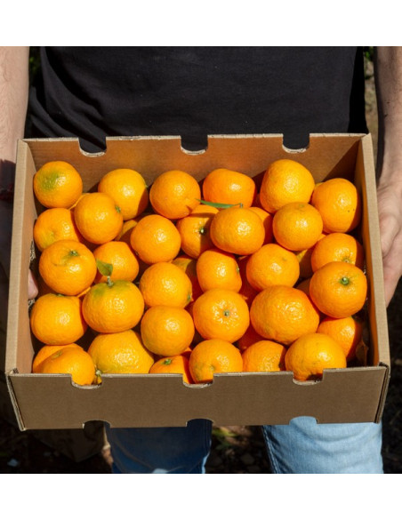 Compre Tangerinas Clementina online