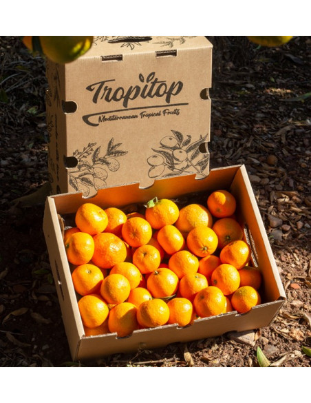 Compre Tangerinas Clementina online