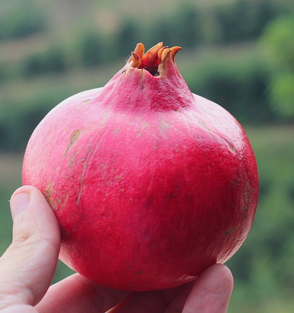 Buy pomegranates online at Tropitop