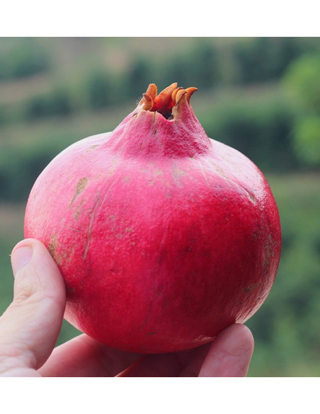 Buy pomegranates online at Tropitop