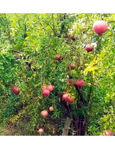 Buy pomegranates online at Tropitop