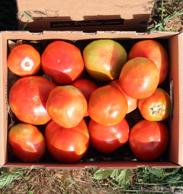 Compre Tomates Online - Tomates Frescos Saborosos e de Qualidade