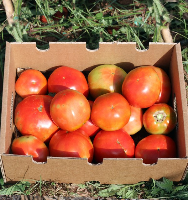 Buy Tomatoes Online - Tasty and Quality Fresh Tomatoes
