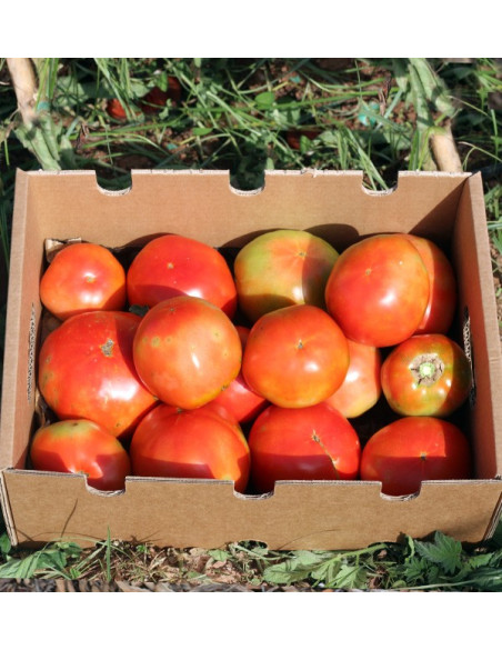 Compre Tomates Online - Tomates Frescos Saborosos e de Qualidade