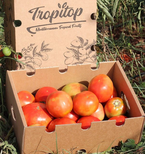 Compra Pomodori Online - Pomodori Freschi Gustosi e di Qualità