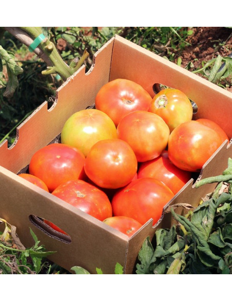 Achetez des Tomates en Ligne - Tomates Fraîches Savoureuses et de Qualité