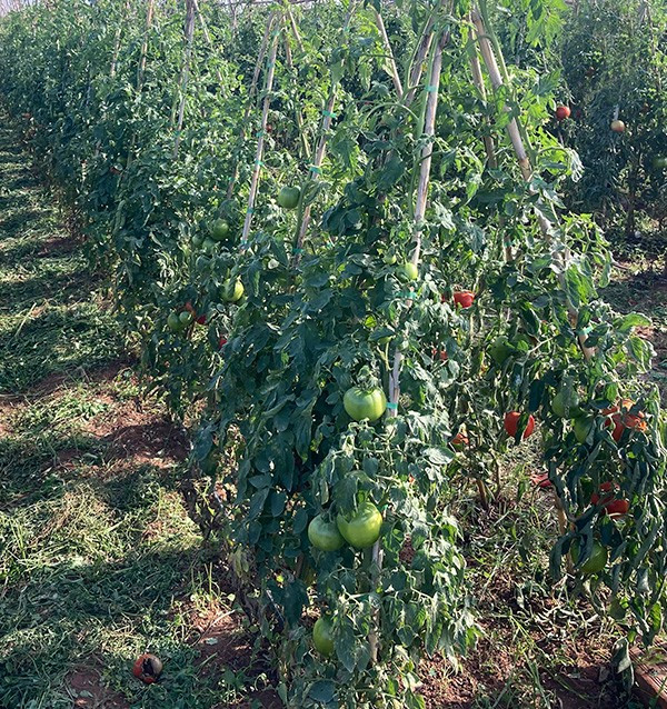 Achetez des Tomates en Ligne - Tomates Fraîches Savoureuses et de Qualité