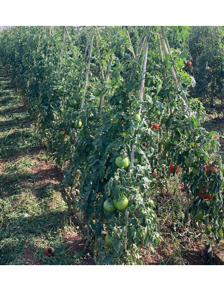 Achetez des Tomates en Ligne - Tomates Fraîches Savoureuses et de Qualité