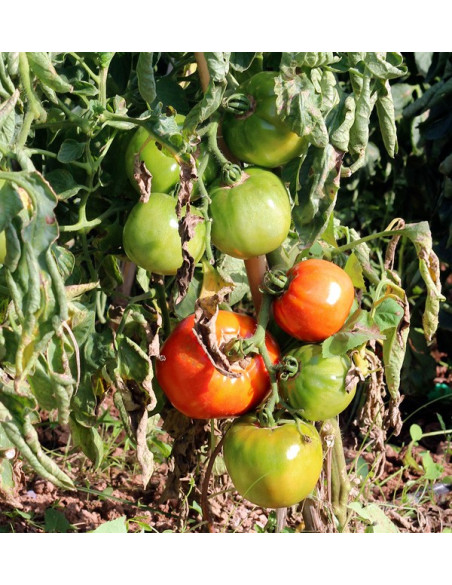Compre Tomates Online - Tomates Frescos Saborosos e de Qualidade