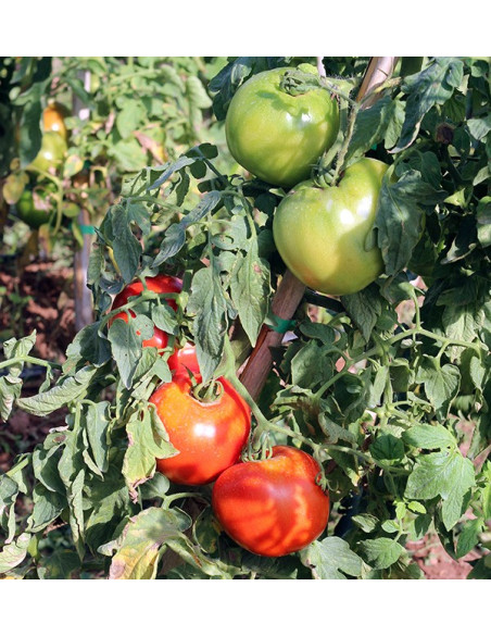Buy Tomatoes Online - Tasty and Quality Fresh Tomatoes