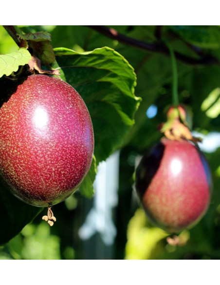 Buy Passion Fruit Online