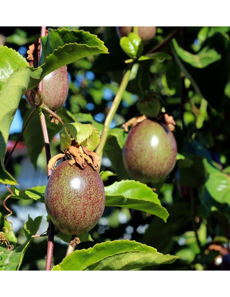 Comprar fruta de la pasión (Maracuyá) online