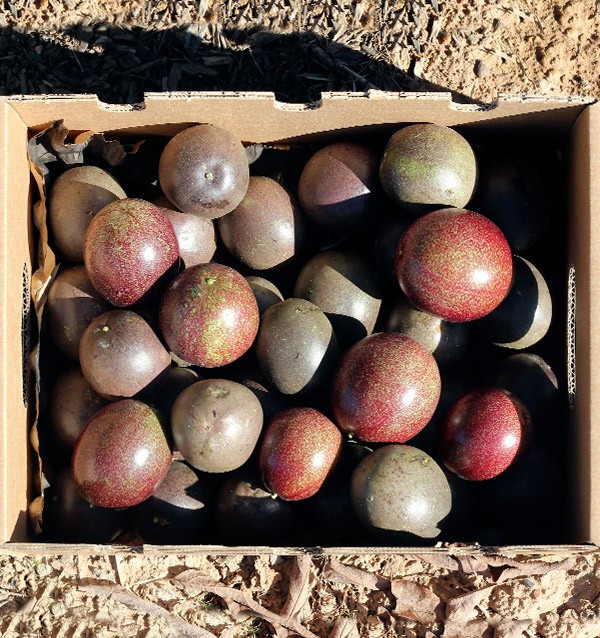 Comprar Fruta da Paixão (Maracujá) online 2