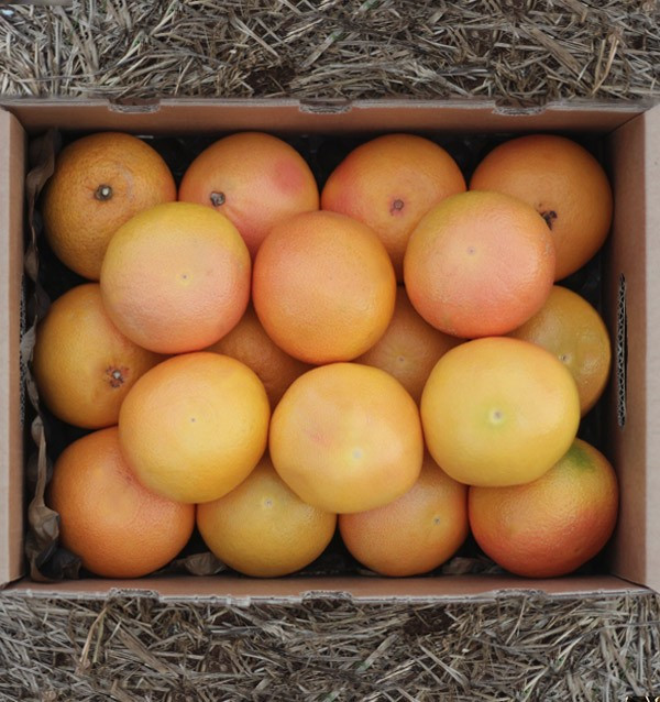 Comprare pompelmi online -  Tropitop 2