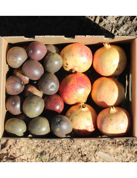 Buy passion fruit and pomegranates online at Tropitop