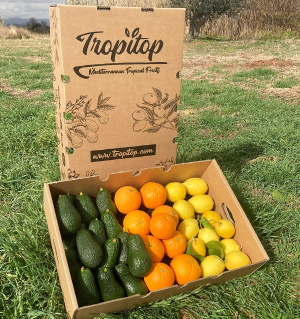 Petit-déjeuner avec des avocats: Avocats, oranges et citrons